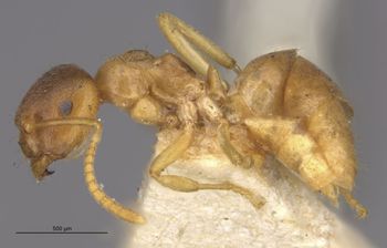 Media type: image;   Entomology 21685 Aspect: hala